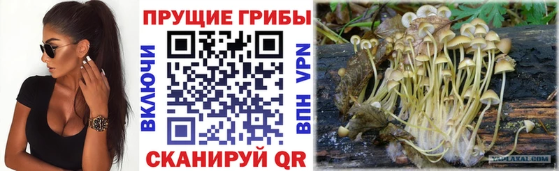 Псилоцибиновые грибы прущие грибы  купить наркоту  Чёрмоз 